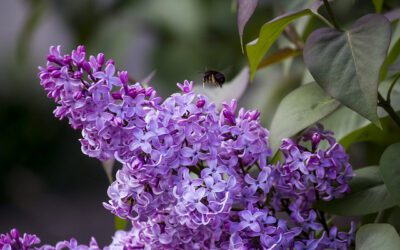 Old-Fashioned Virginia Shrubs to Give Your Landscape Charm